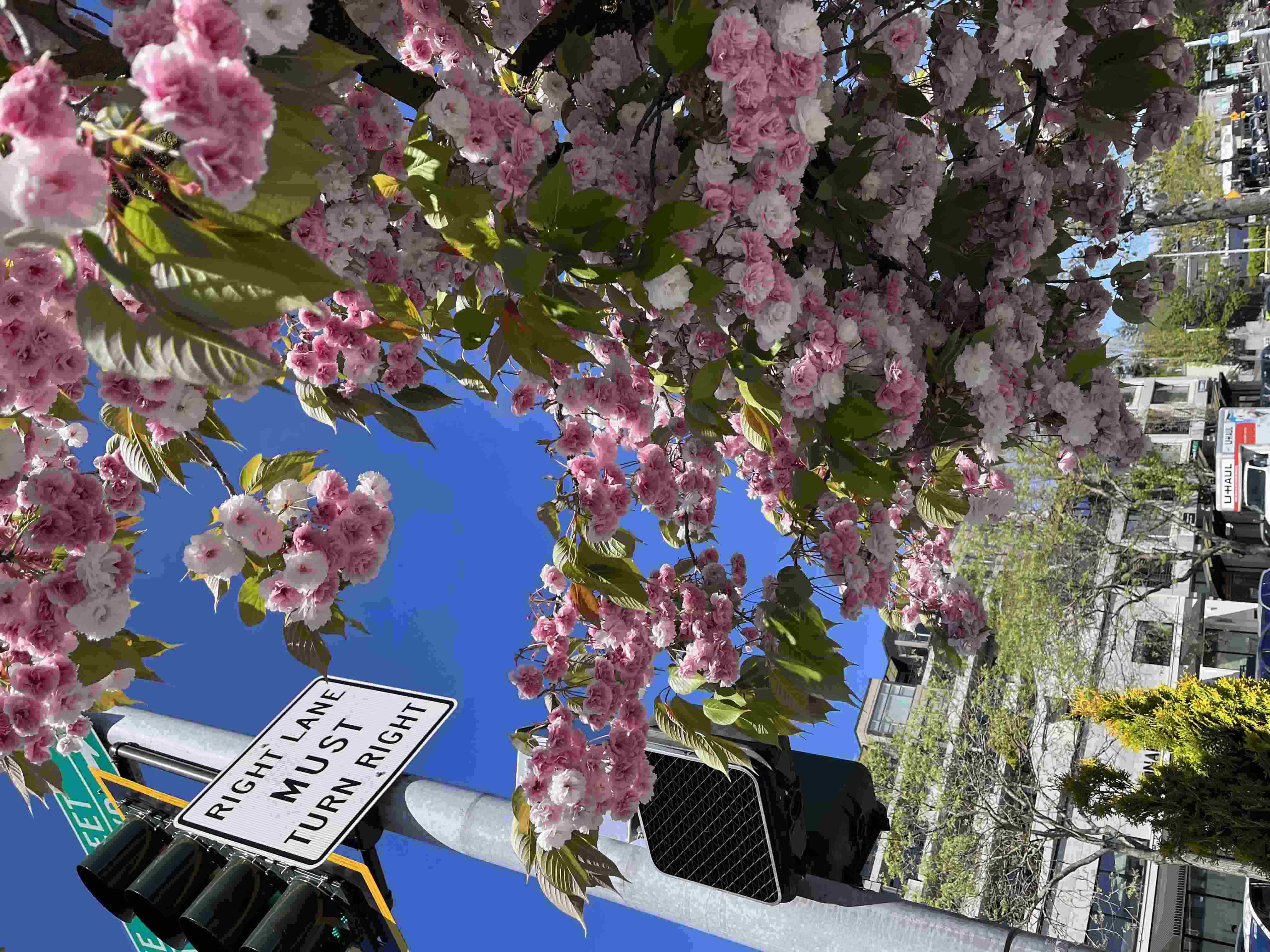 A traffic light with a sign that says 'Right lane must turn right,' framed by cherry blossoms, seen from below at an angle'